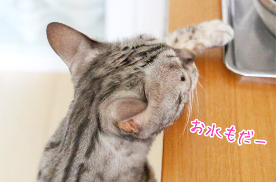 自由気ままな猫 ベンガル猫ブログ ねこちん 猫とオッサンの賃貸生活