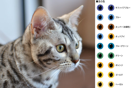 猫の目は何色 色見本で検証したみた ベンガル猫ブログ ねこちん 猫とオッサンの賃貸生活