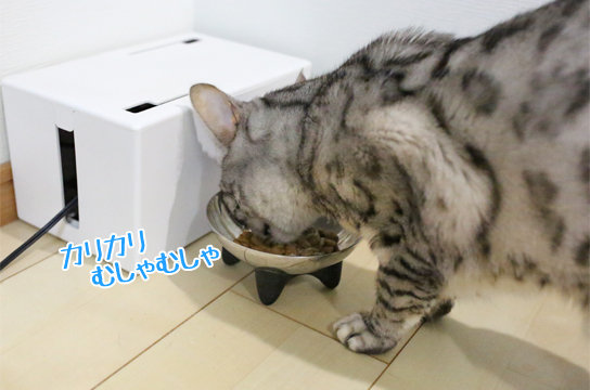 ロイヤルカナン 生産地をフランスから韓国へ移行すると発表 ベンガル猫ブログ ねこちん 猫とオッサンの賃貸生活 ロイヤルカナン 生産地をフランスから韓国へ移行すると発表 ベンガル猫ブログ ねこちん 猫とオッサンの賃貸生活