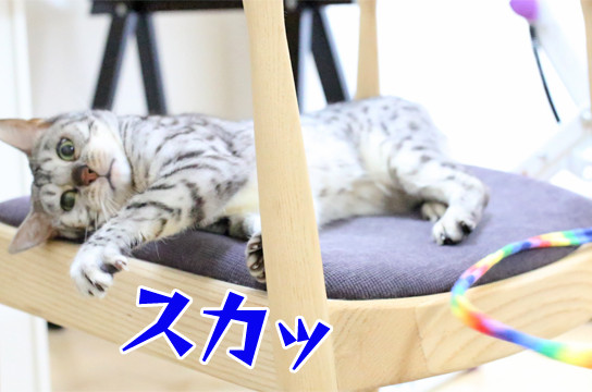 シルバーベンガル猫