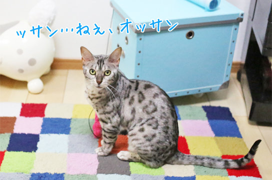 その猫の足は長いのか短いのか ベンガル猫ブログ ねこちん 猫とオッサンの賃貸生活
