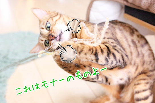 猫の驚くべき運動神経 ベンガル猫ブログ ねこちん 猫とオッサンの賃貸生活 猫の驚くべき運動神経 ベンガル猫ブログ ねこちん 猫とオッサンの賃貸生活