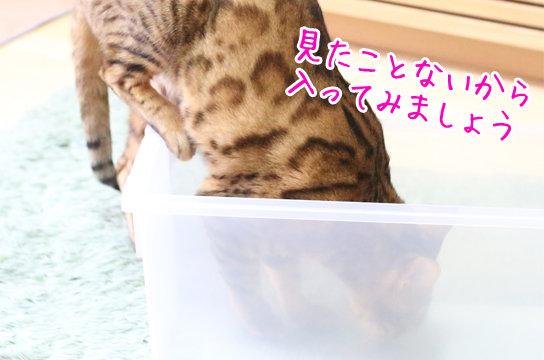遊園地の乗り物 ベンガル猫ブログ ねこちん 猫とオッサンの賃貸生活 遊園地の乗り物 ベンガル猫ブログ ねこちん 猫とオッサンの賃貸生活