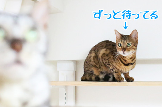 譲り合いの精神 ベンガル猫ブログ ねこちん 猫とオッサンの賃貸生活