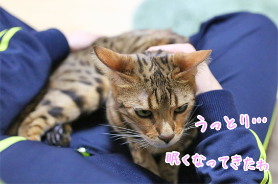 膝の上の猫 ベンガル猫ブログ ねこちん 猫とオッサンの賃貸生活 膝の上の猫 ベンガル猫ブログ ねこちん 猫とオッサンの賃貸生活