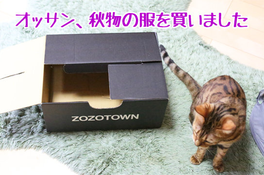 猫がいいのは動体視力 ベンガル猫ブログ ねこちん 猫とオッサンの賃貸生活 猫がいいのは動体視力 ベンガル猫ブログ ねこちん 猫とオッサンの賃貸生活