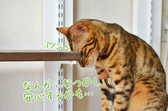 ベンガル猫ブログ ねこちん 猫とオッサンの賃貸生活 引越し