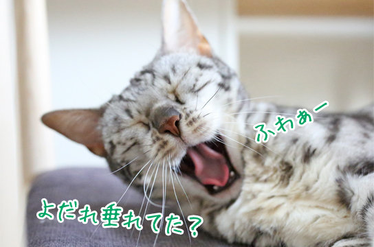 猫も寝ぼけてヨダレを垂らすのか ベンガル猫ブログ ねこちん 猫とオッサンの賃貸生活