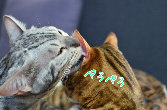 うちのなめ猫 ベンガル猫ブログ ねこちん 猫とオッサンの賃貸生活 うちのなめ猫 ベンガル猫ブログ ねこちん 猫とオッサンの賃貸生活