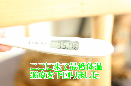 猫と体温計で仮病を作る方法を試してみました ベンガル猫ブログ ねこちん 猫とオッサンの賃貸生活