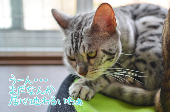 おしりの大きな猫 : ベンガル猫ブログ ねこちん!猫とオッサンの賃貸生活