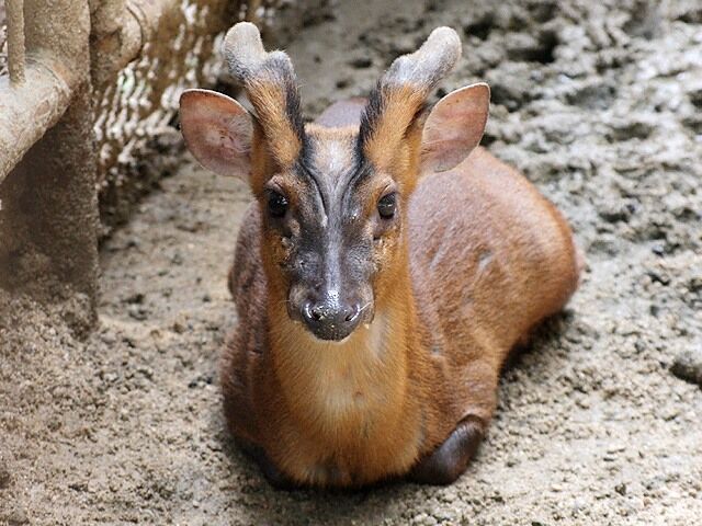 【野生化】千葉県で「キョン」が大量発生 !! : ねことダンボール