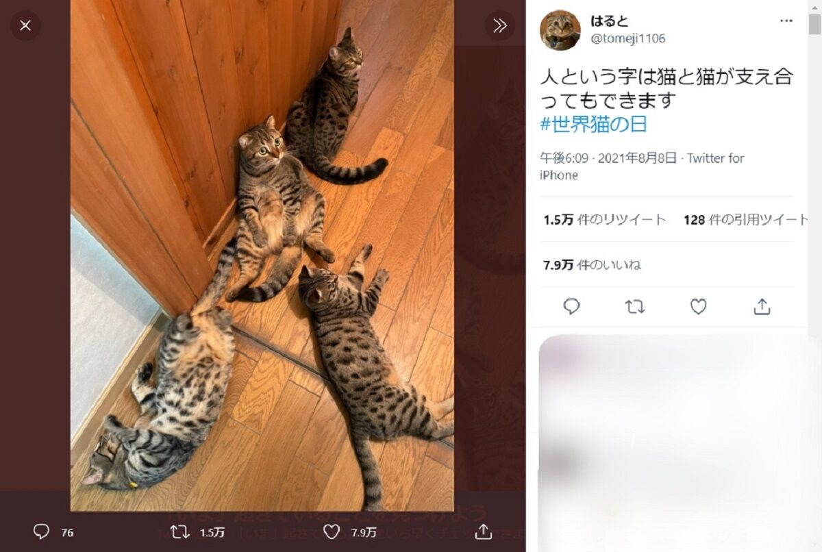 画像 人という字は猫が支えあってもできる 新たな名言誕生に猫飼い共感 ねことダンボール