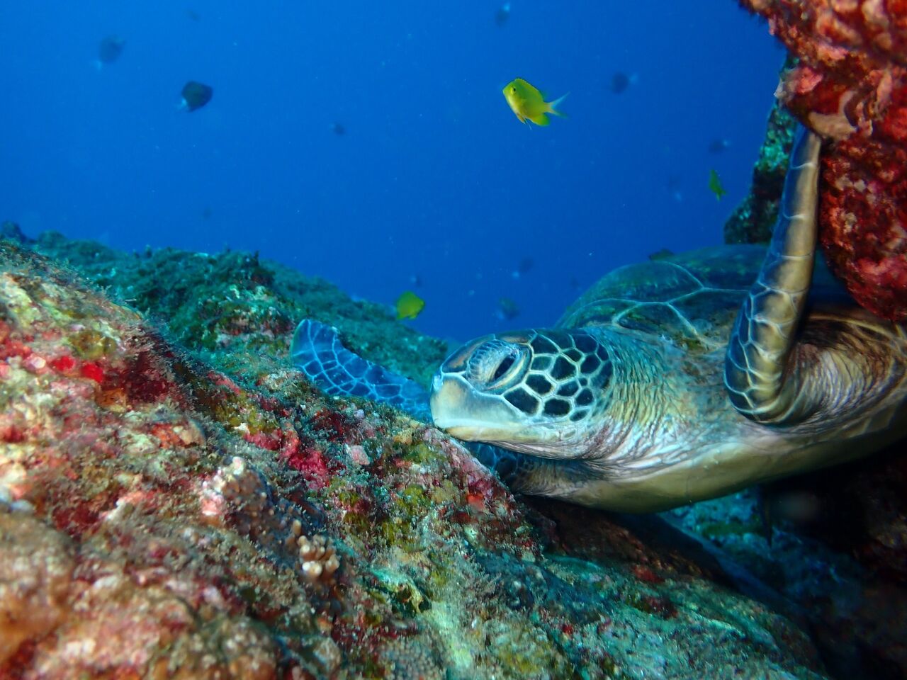 沖縄 ３０匹以上のウミガメひん死に 漁業者 しかたなく刺した ねことダンボール