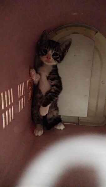 うるんだ瞳でカメラを見つめるいっちゃん