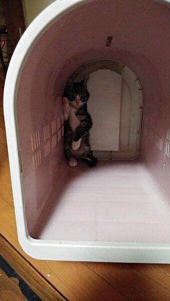 二本足で立つ姿はまるで人間？