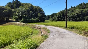 美術館への道JPG