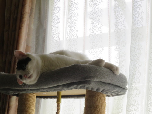 かい