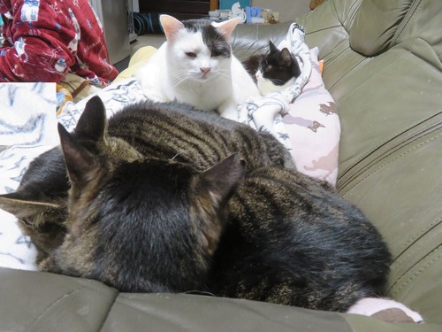 ������������ä�