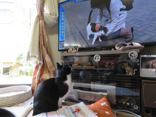 猫ちゃん
