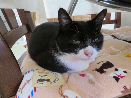 2020ǯ124åơ֥벼ΰػҤ⤪ξ