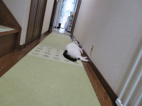 かい、おいで