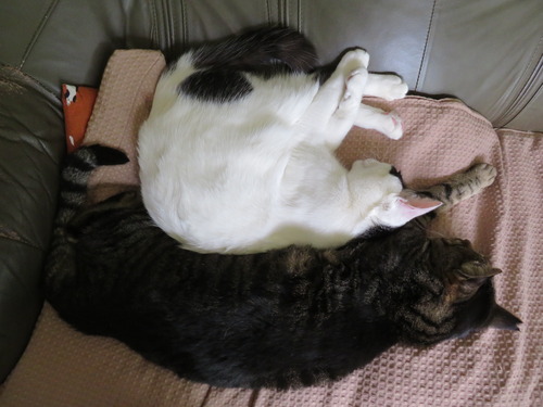 又々ぴったんこ