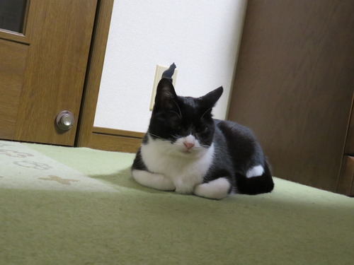 なかなかの者です
