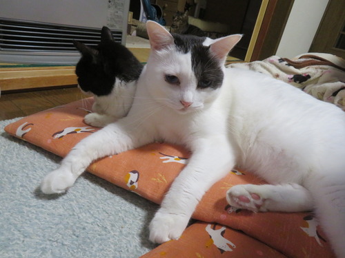 �ɤ��������ߡɤ�