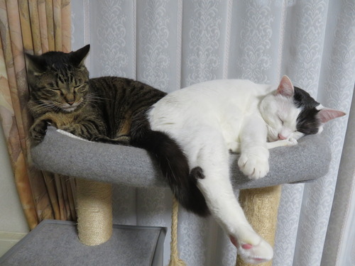 たく&かい