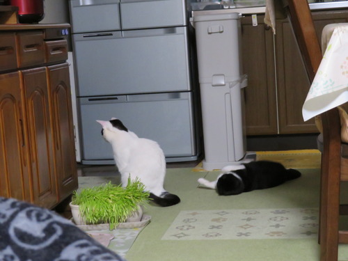 たくみがチッコに