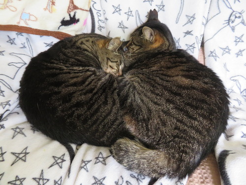 なな&たく