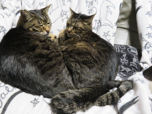 なな&たく