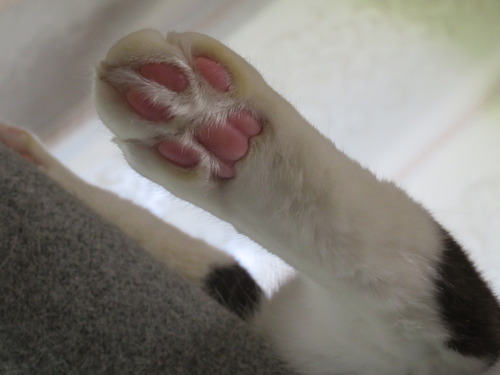 肉球〜