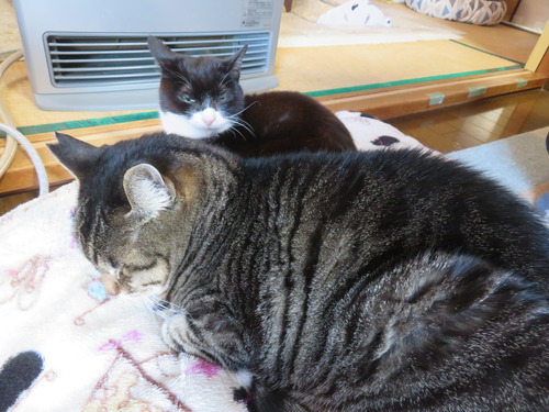 �ʤʡ�����