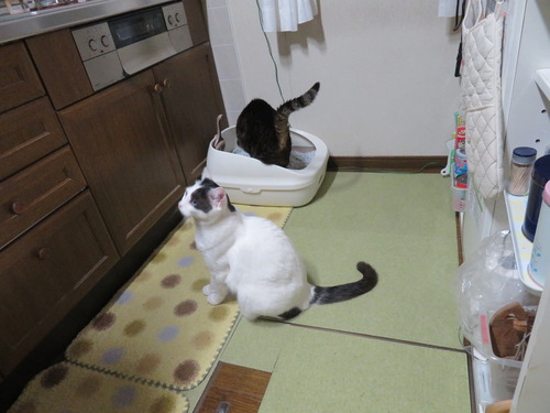 付き添い