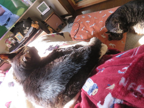 �ʤʤߤ�ɨ�ξ��