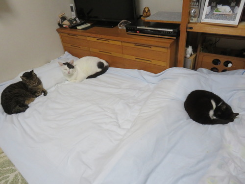 �ɤ��������������ߡ�