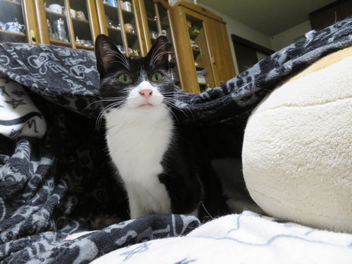 2020ǯ422TVΥȥ򸫤ƤΤİ