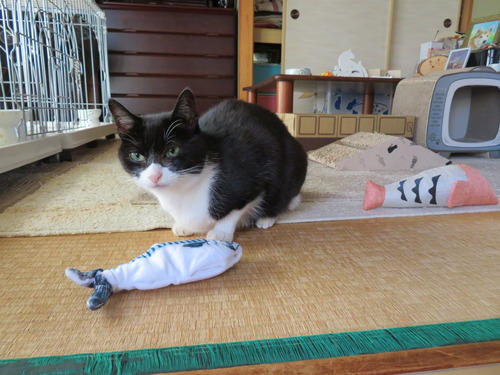 2022ǯ925ޤޤӡ֤ԥԥפߤ