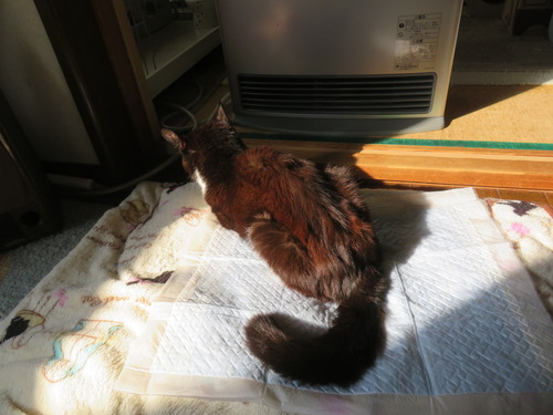 ����ĸ򴹤���