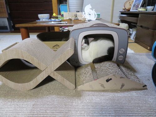 かい