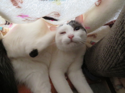 カキカキ