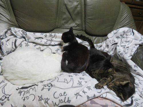 �ʤʡ�����������������