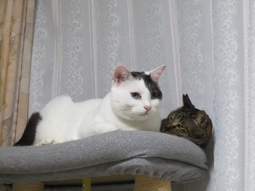 たく兄ちゃんにぴったんこ