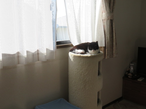 キャットタワー