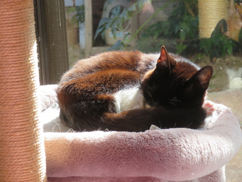 �ݤ��ݤ����������ԡ�