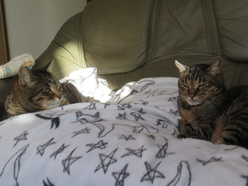 �ʤʡ�����