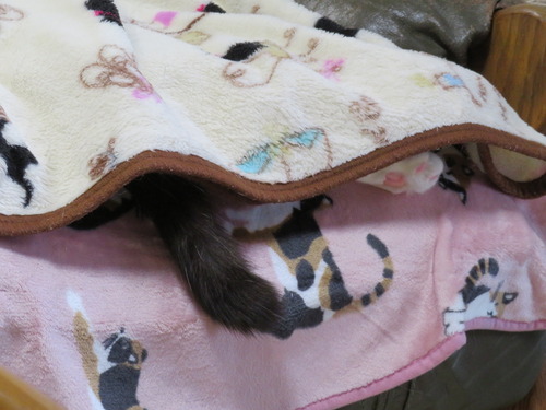 かい