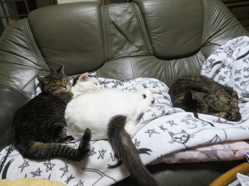 �ʤʡ�����������